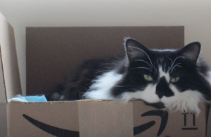 amazon pet cat in box