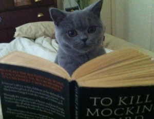 cat. reading