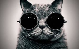 cat. sunglasses