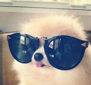 sunglasses. dog