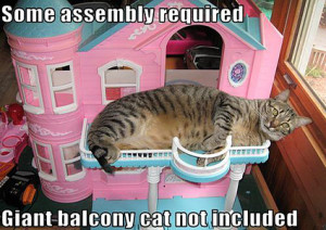 toys. balcony cat