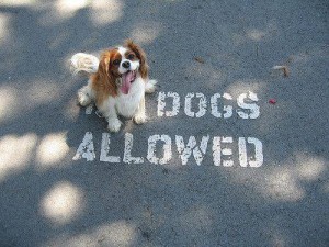 dogs allowed